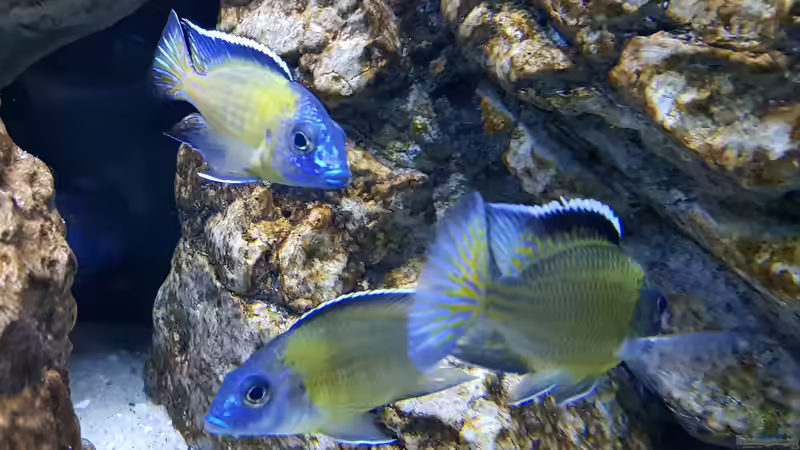 Besatz im Aquarium &quot;Das beste Programm&quot; von Marita K. (20)