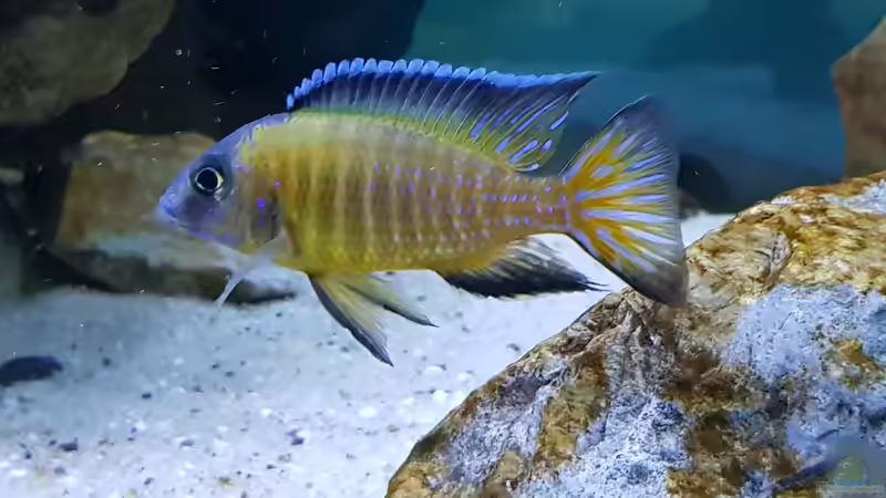 Besatz im Aquarium &quot;Das beste Programm&quot; von Marita K. (22)