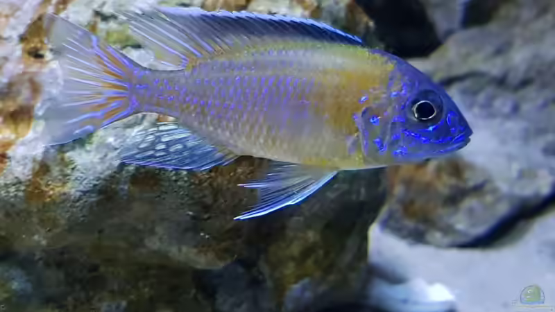 Besatz im Aquarium &quot;Das beste Programm&quot; von Marita K. (23)