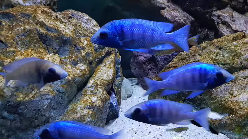 Besatz im Aquarium &quot;Das beste Programm&quot; von Marita K. (26)