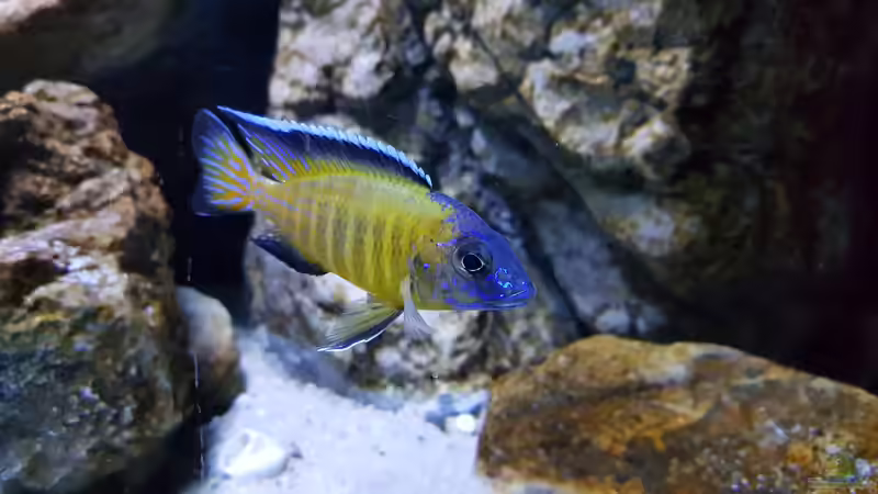 Besatz im Aquarium &quot;Das beste Programm&quot; von Marita K. (27)