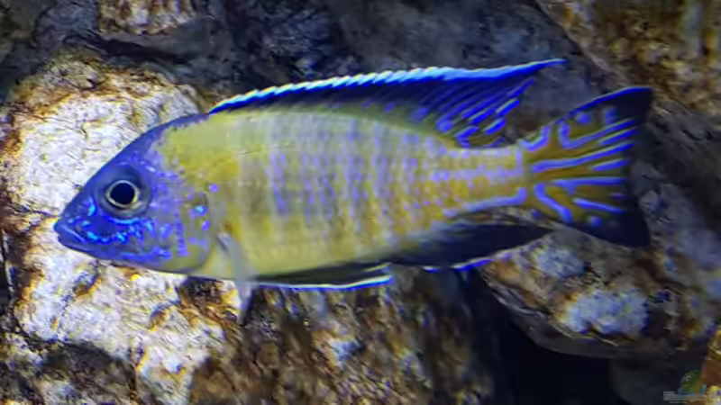 Besatz im Aquarium &quot;Das beste Programm&quot; von Marita K. (30)