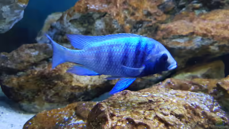 Besatz im Aquarium &quot;Das beste Programm&quot; von Marita K. (31)