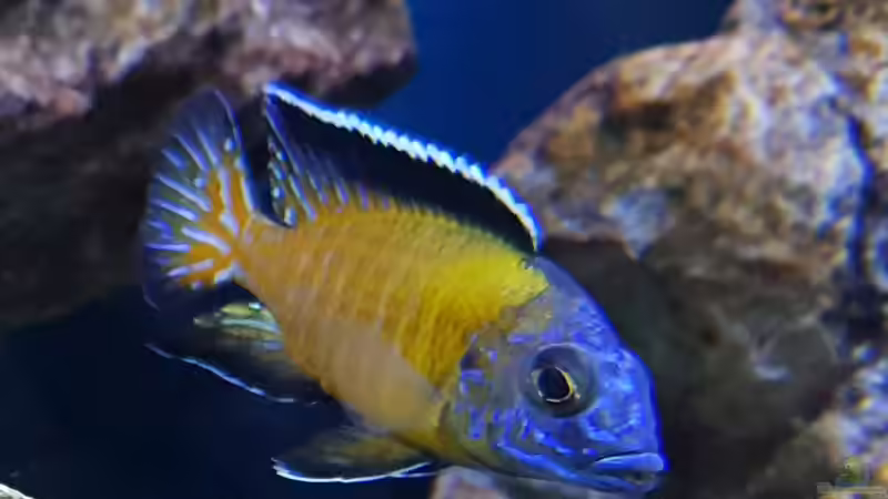 Besatz im Aquarium &quot;Das beste Programm&quot; von Marita K. (33)