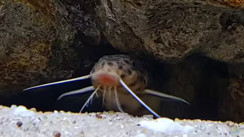 Besatz im Aquarium &quot;Das beste Programm&quot; von Marita K. (35)