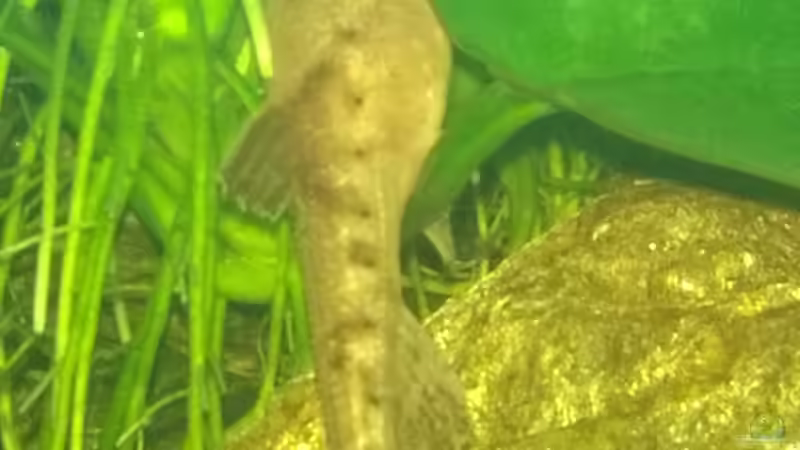 Besatz im Aquarium &quot;das Große&quot; von Ba Bu (15)