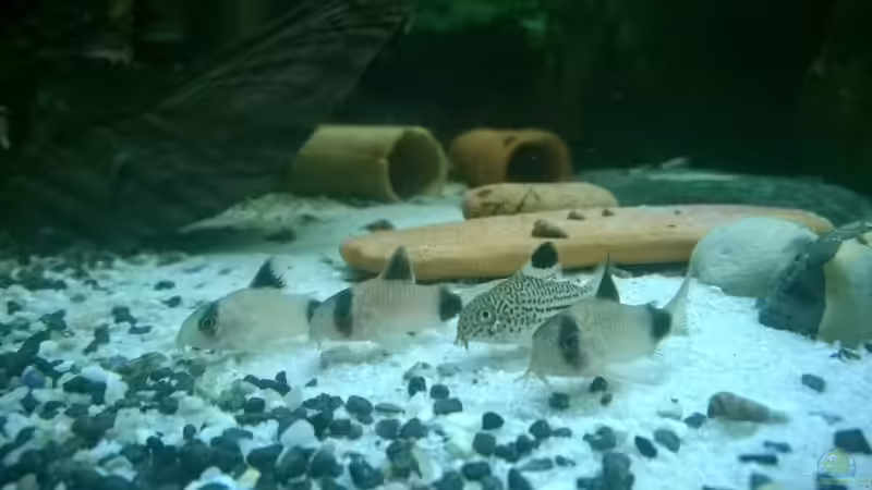 Besatz im Aquarium &quot;das Große&quot; von Ba Bu (36)