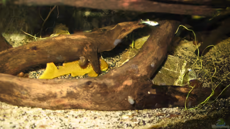 Besatz im Aquarium &quot;Erosion...&quot;(nur noch Beispiel) von der Theoretiker (74)