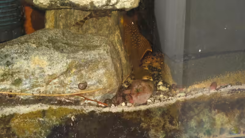 Besatz im Aquarium &quot;Erosion...&quot;(nur noch Beispiel) von der Theoretiker (76)