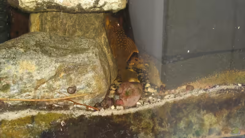 Besatz im Aquarium &quot;Erosion...&quot;(nur noch Beispiel) von der Theoretiker (81)