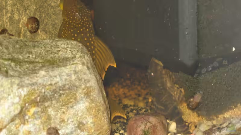 Besatz im Aquarium &quot;Erosion...&quot;(nur noch Beispiel) von der Theoretiker (82)