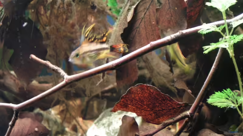 Besatz im Aquarium &quot;Kakadus Zuhause&quot; von Peggy (29)