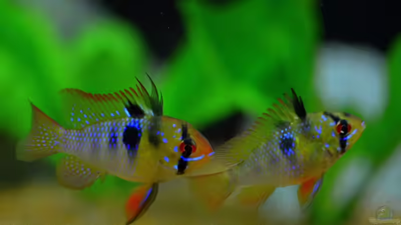 Besatz im Aquarium &quot;Leben an der Wurzel&quot; von Wilhelm Posawatz (16)