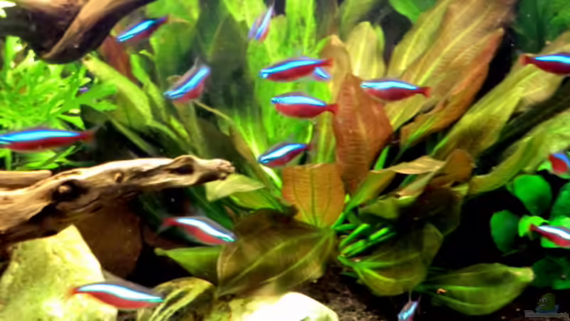 Besatz im Aquarium &quot;Leben an der Wurzel&quot; von Wilhelm Posawatz (17)