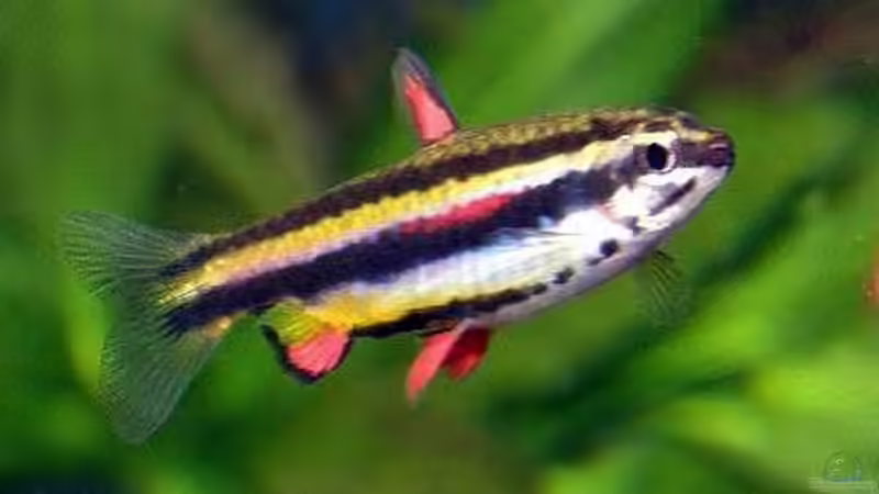 Besatz im Aquarium &quot;Leben an der Wurzel&quot; von Wilhelm Posawatz (18)