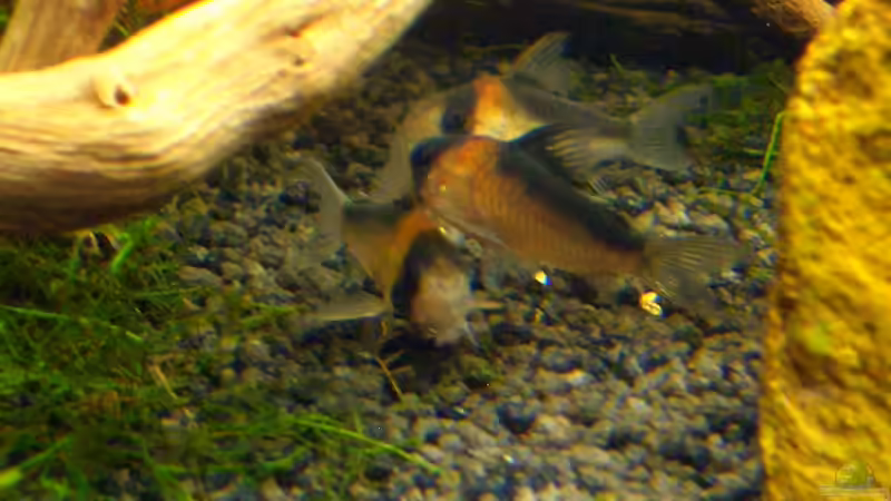 Besatz im Aquarium &quot;Leben an der Wurzel&quot; von Wilhelm Posawatz (19)