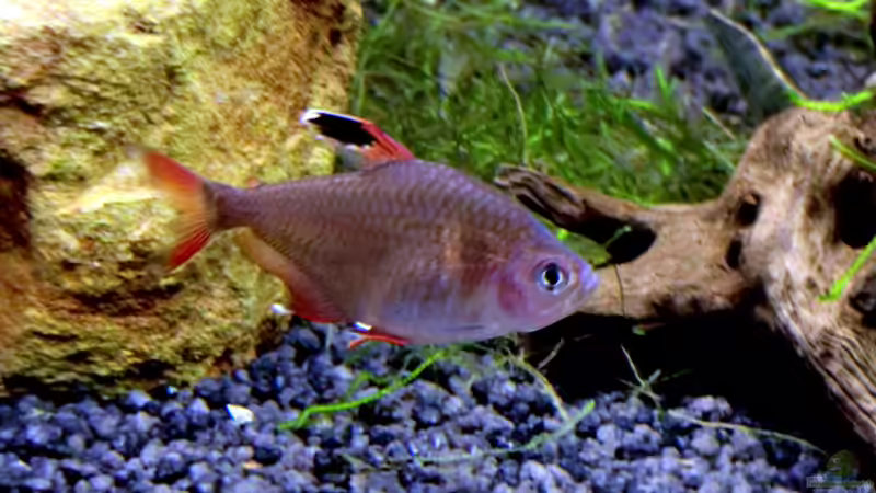 Besatz im Aquarium &quot;Leben an der Wurzel&quot; von Wilhelm Posawatz (20)