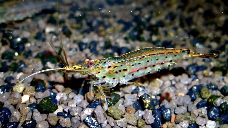 Besatz im Aquarium &quot;Leben an der Wurzel&quot; von Wilhelm Posawatz (21)