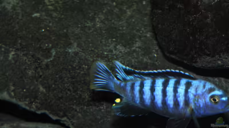 Besatz im Aquarium &quot;Lido 200&quot; - &quot;Saulosi Artenbecken&quot; von Bbert (26)