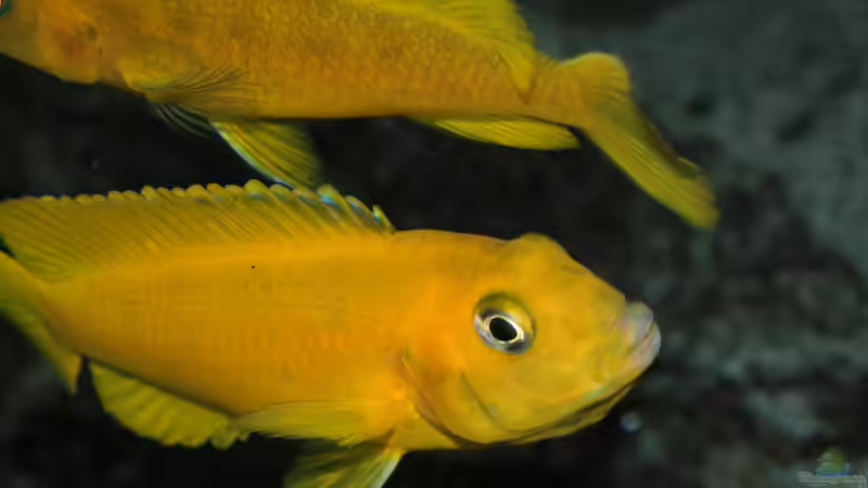 Besatz im Aquarium &quot;Lido 200&quot; - &quot;Saulosi Artenbecken&quot; von Bbert (27)