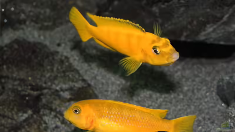 Besatz im Aquarium &quot;Lido 200&quot; - &quot;Saulosi Artenbecken&quot; von Bbert (28)