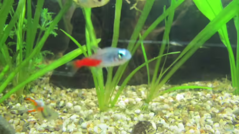 Besatz im Aquarium &quot;Luke`s 54&quot; --Aufgelöst-- von Leo-FAN (24)