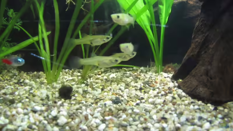 Besatz im Aquarium &quot;Luke`s 54&quot; --Aufgelöst-- von Leo-FAN (25)