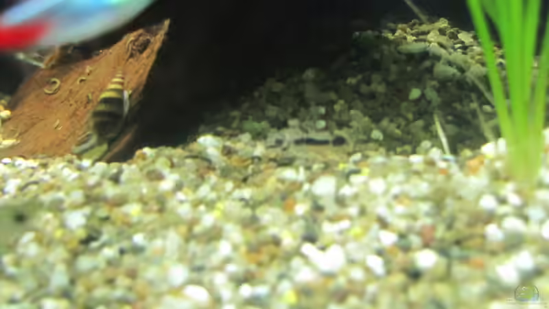 Besatz im Aquarium &quot;Luke`s 54&quot; --Aufgelöst-- von Leo-FAN (26)