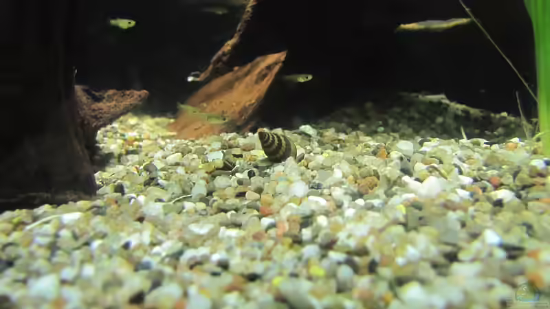 Besatz im Aquarium &quot;Luke`s 54&quot; --Aufgelöst-- von Leo-FAN (27)