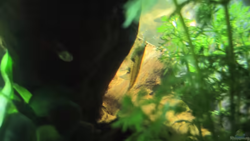 Besatz im Aquarium &quot;Luke`s 54&quot; --Aufgelöst-- von Leo-FAN (28)