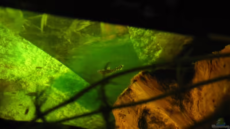 Besatz im Aquarium &quot;Luke`s 54&quot; --Aufgelöst-- von Leo-FAN (31)