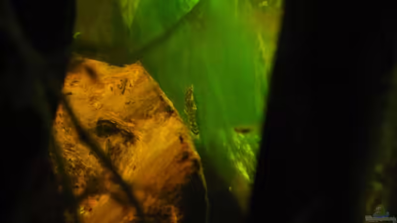 Besatz im Aquarium &quot;Luke`s 54&quot; --Aufgelöst-- von Leo-FAN (32)