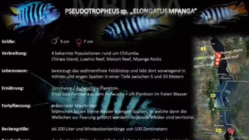 Besatz im Aquarium &quot;Mpanga Rocks&quot; Nur noch als Beispiel von Wimmer Jürgen (19)