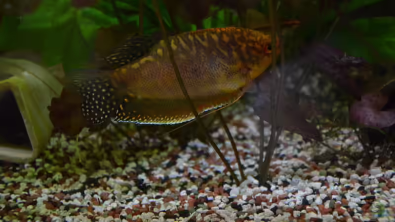 Besatz im Aquarium &quot;the green one&quot; von Der Küstenjunge (43)