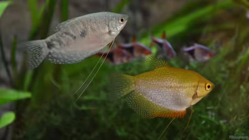 Besatz im Aquarium &quot;the green one&quot; von Der Küstenjunge (45)