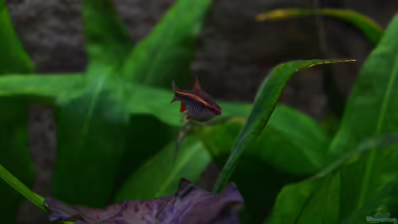 Besatz im Aquarium &quot;the green one&quot; von Der Küstenjunge (46)