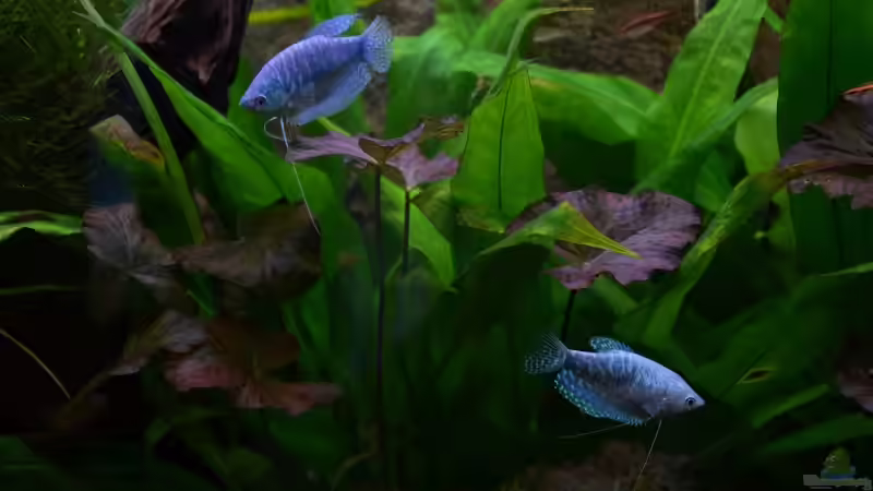 Besatz im Aquarium &quot;the green one&quot; von Der Küstenjunge (48)