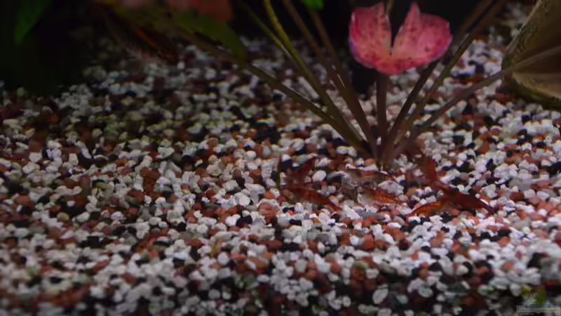 Besatz im Aquarium &quot;the green one&quot; von Der Küstenjunge (49)