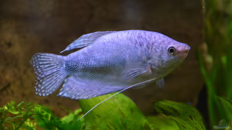 Besatz im Aquarium &quot;the green one&quot; von Der Küstenjunge (50)