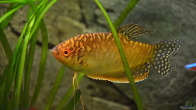 Besatz im Aquarium &quot;the green one&quot; von Der Küstenjunge (51)