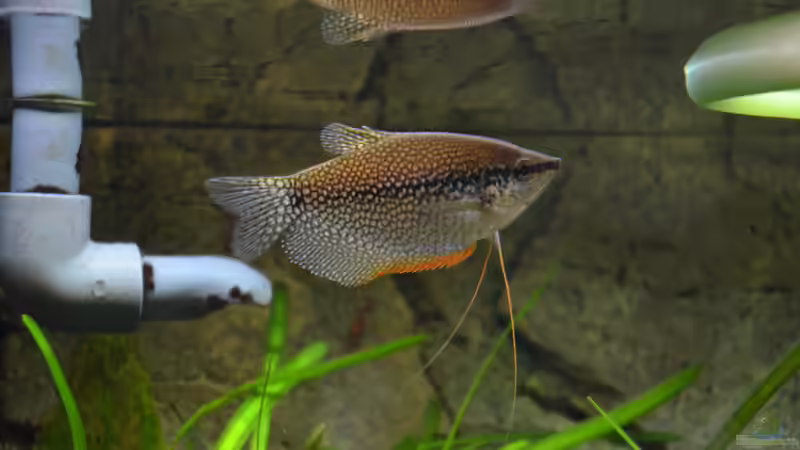 Besatz im Aquarium &quot;the green one&quot; von Der Küstenjunge (52)