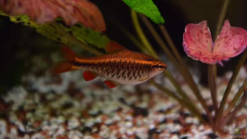 Besatz im Aquarium &quot;the green one&quot; von Der Küstenjunge (54)