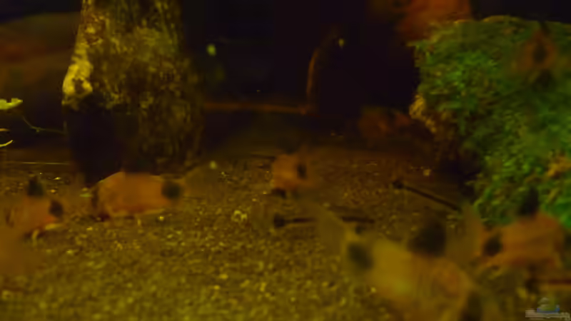 Besatz im Aquarium &quot;Wilde Horde&quot; von Rootsman (48)