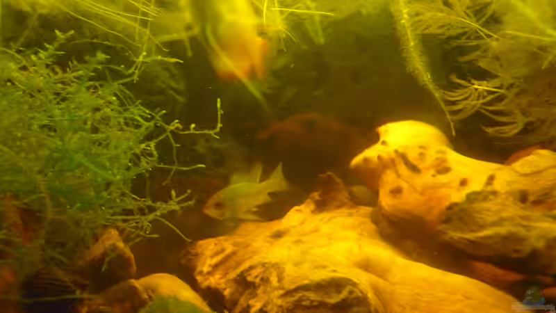 Besatz im Aquarium &quot;Wilde Horde&quot; von Rootsman (49)