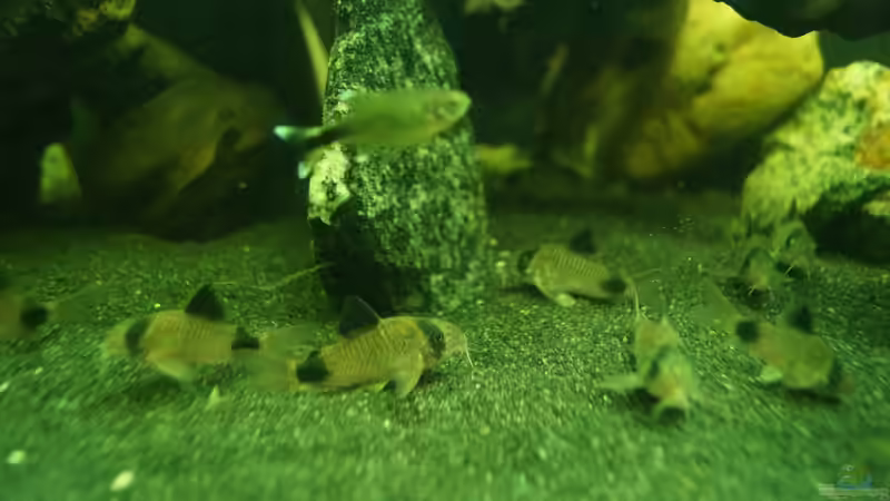 Besatz im Aquarium &quot;Wilde Horde&quot; von Rootsman (52)