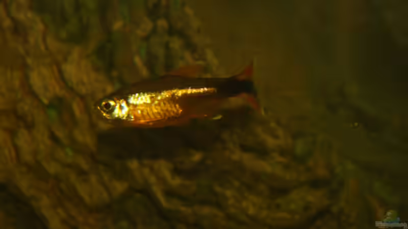 Besatz im Aquarium &quot;Wilde Horde&quot; von Rootsman (53)