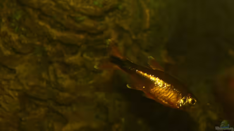 Besatz im Aquarium &quot;Wilde Horde&quot; von Rootsman (54)