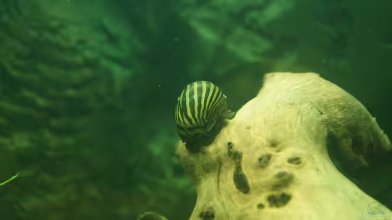 Besatz im Aquarium &quot;Wilde Horde&quot; von Rootsman (57)