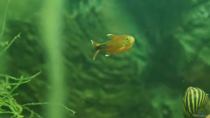 Besatz im Aquarium &quot;Wilde Horde&quot; von Rootsman (59)