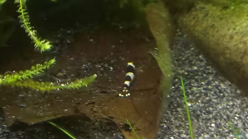 Besatz im Aquarium &quot;Zufall&quot; von Pflanzenfreund (18)